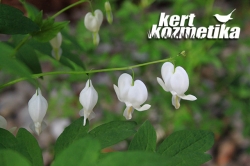 Fehér Szívvirág (34)